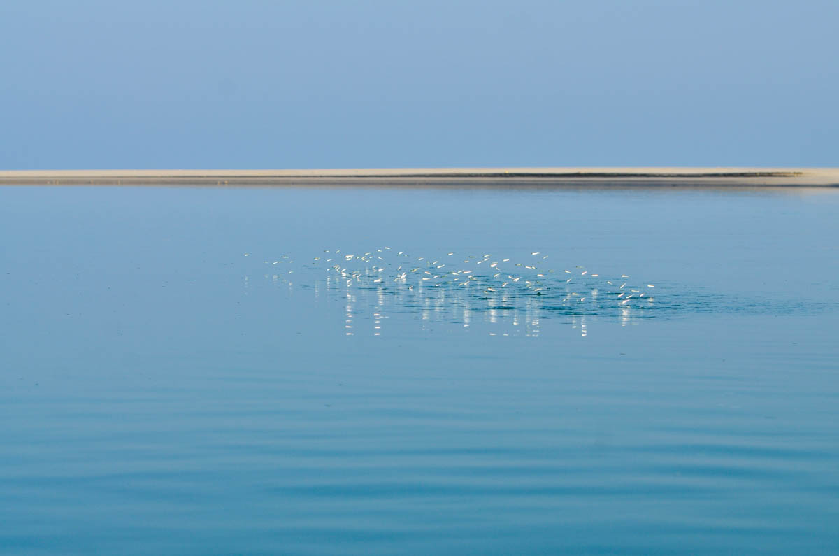 Detwah Lagoon, Socotra, Yemen on the 8th of May 2014. - Little Fish jump out of the water near where Sadiya comes to do fishing.<p>© Amira Al-Sharif</p>