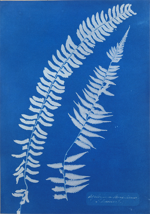 Asplenium Braziliense, S. America, 1854<p>© Anna Atkins</p>