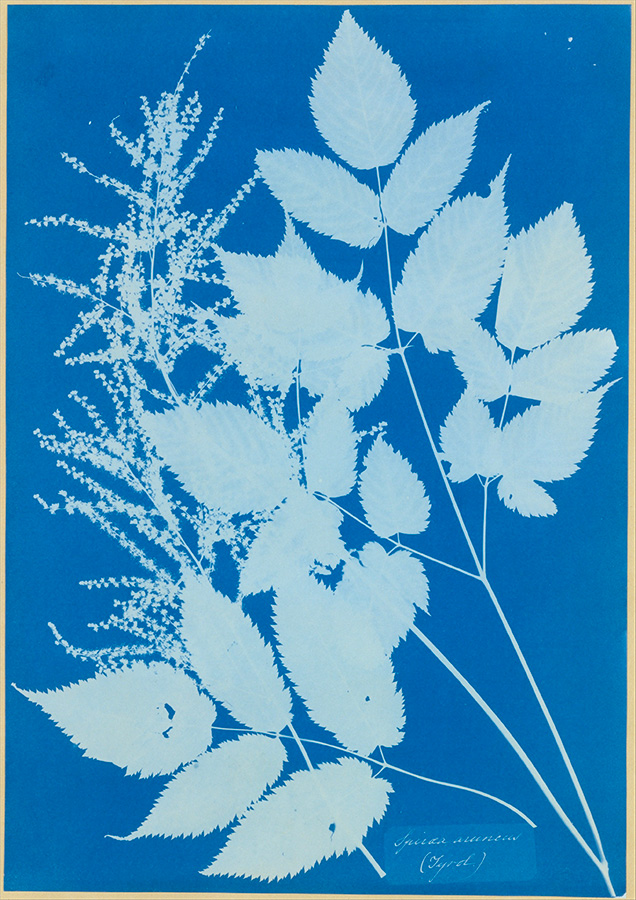 Spiraea aruncus (Tyrol), 1851–54<p>© Anna Atkins</p>