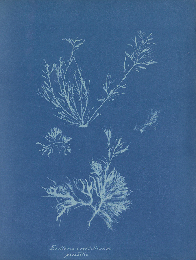 Exillaria crystallinum parasitic, ca. 1843 - ca. 1853<p>© Anna Atkins</p>