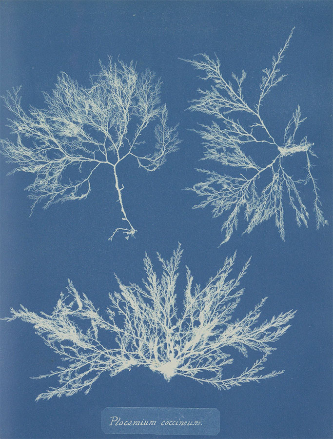 Plocamium coccineum, ca. 1843 - ca. 1853<p>© Anna Atkins</p>