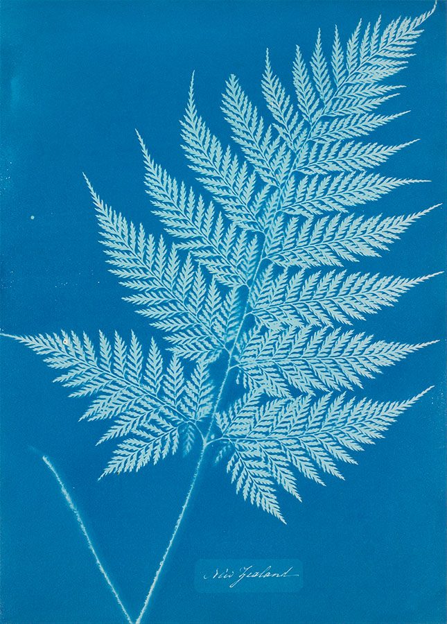 New Zealand, 1848/1859<p>© Anna Atkins</p>