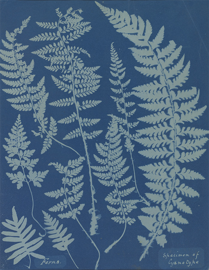 Ferns. Specimen of Cyanotype, 1840s<p>© Anna Atkins</p>