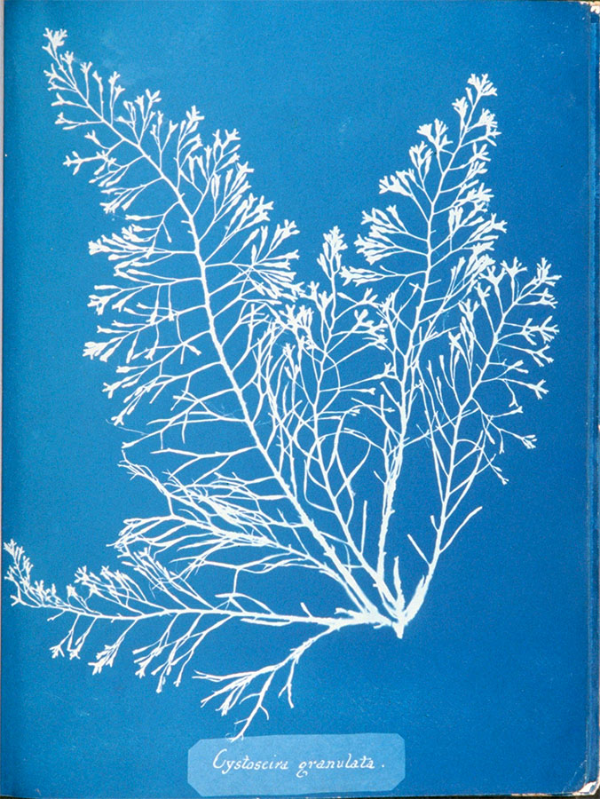 Cystoseira granulata, between 1843 and 1853<p>© Anna Atkins</p>