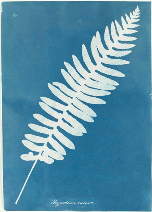 Polypodium vulgare, 1850<p>© Anna Atkins</p>