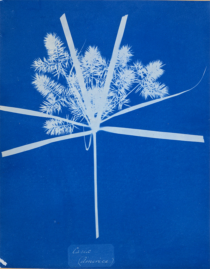 Carix (America), 1848/1853<p>© Anna Atkins</p>