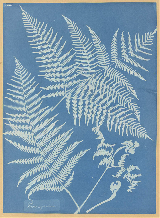 Pteris aquilina, 1851<p>© Anna Atkins</p>