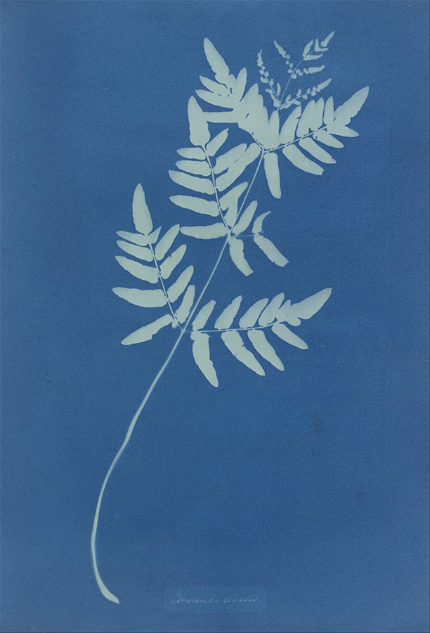 Osmunda Rigalis (Australia), 1853/1854<p>© Anna Atkins</p>