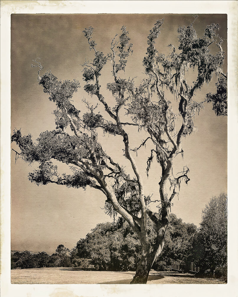 Silver Trees #2<p>© Debra Achen</p>