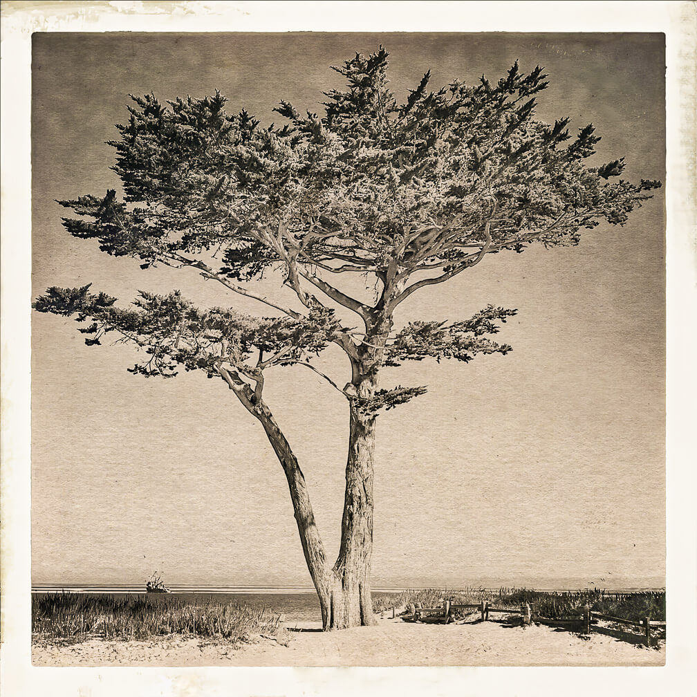 Silver Trees #9<p>© Debra Achen</p>