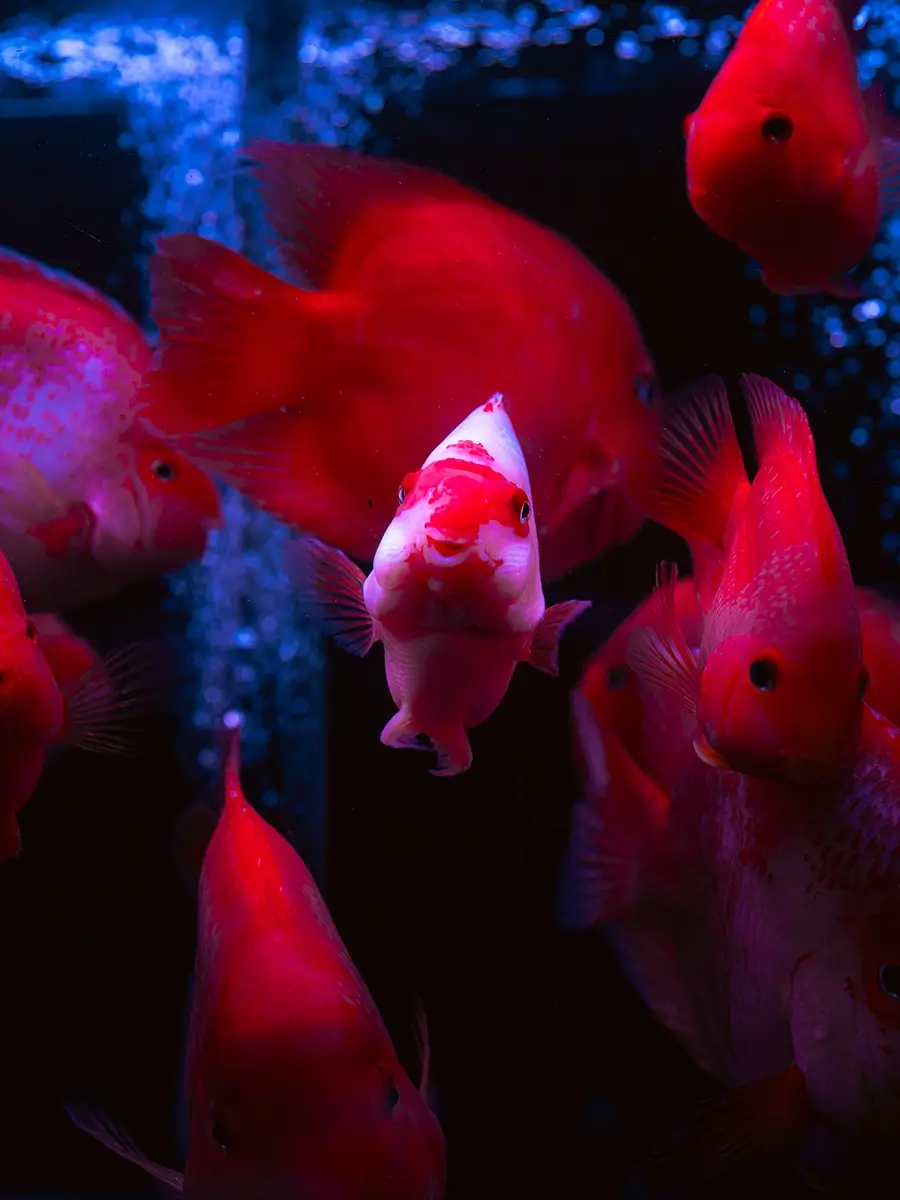 HIGHS & LOWS: HAPPY FISH - MONG KOK (2024)<p>© Derry Ainsworth</p>