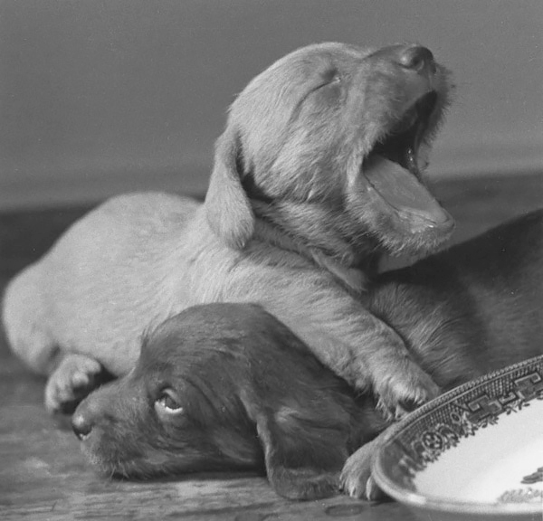 After Lunch, 1938<p>© Ellen Auerbach</p>