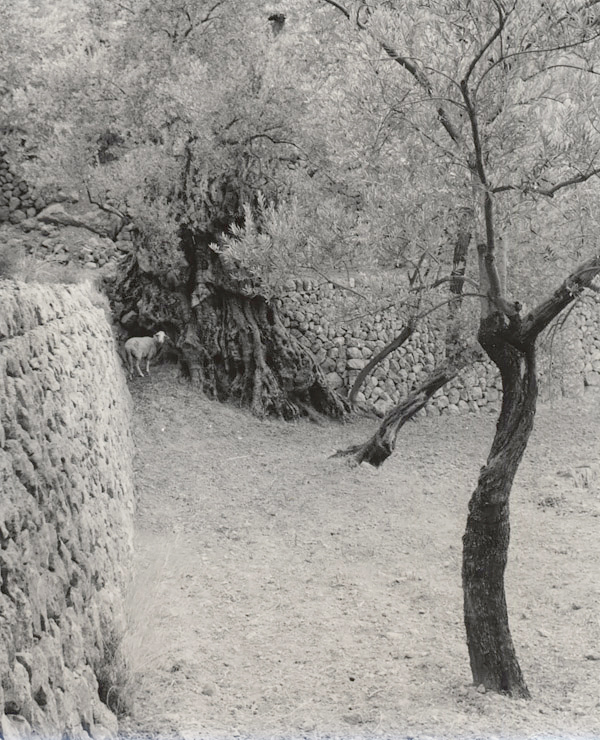 ”Sheep May Safely Graze” Deja, Mallorca, 1959<p>© Ellen Auerbach</p>