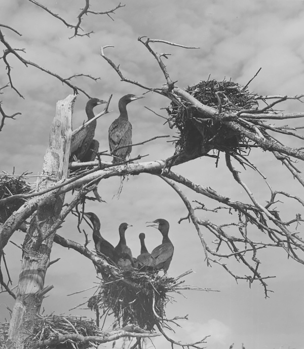 Young Cormorants, ME 1939<p>© Ellen Auerbach</p>