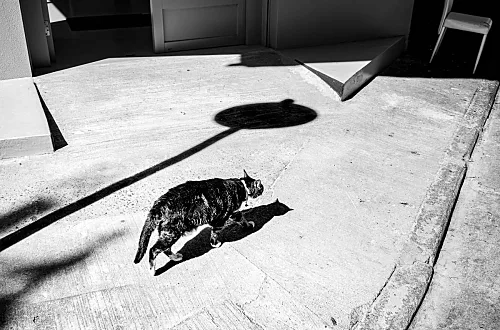 Street Cat (from the Geometric Hong Kong series)