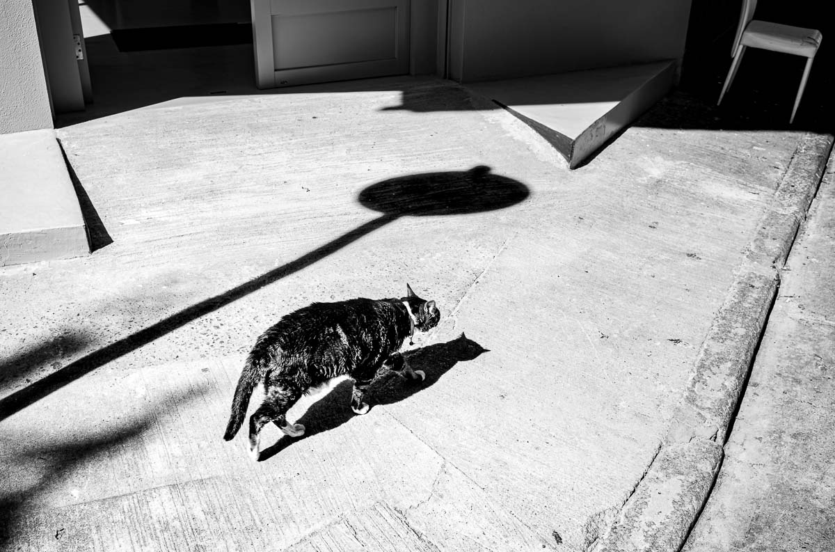 Street Cat (from the Geometric Hong Kong series)<p>© Jason Au</p>
