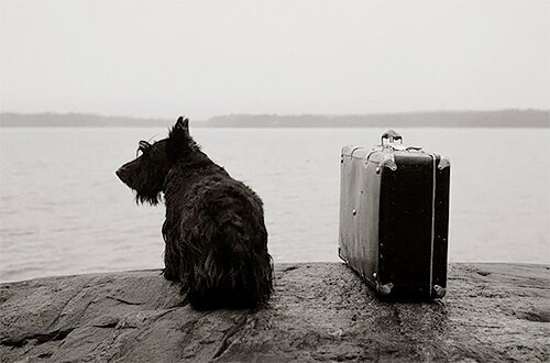 At home: Dog with suitcase, Inga, Finland 1981<p>© Kristoffer Albrecht</p>