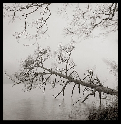 Fallen pine, Perna, Finland 1990<p>© Kristoffer Albrecht</p>