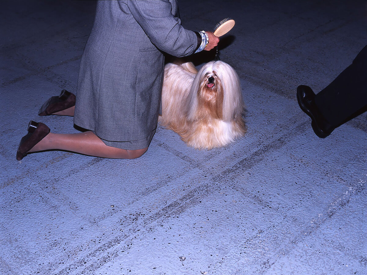 Dog Shows<p>© Martin Andersen</p>