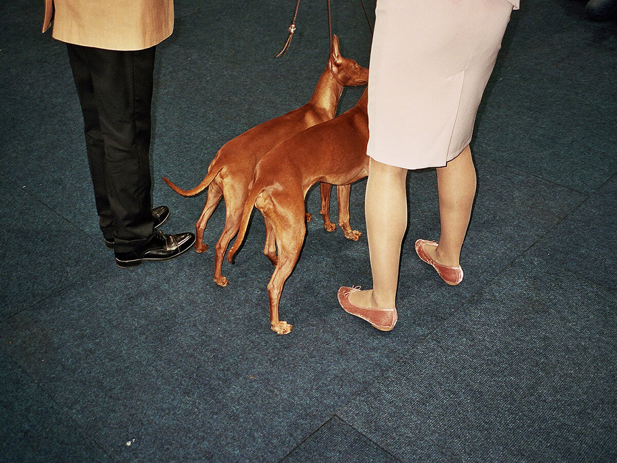 Dog Shows<p>© Martin Andersen</p>