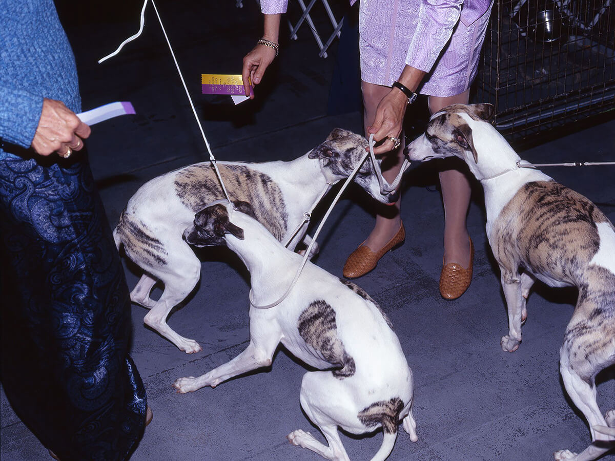 Dog Shows<p>© Martin Andersen</p>