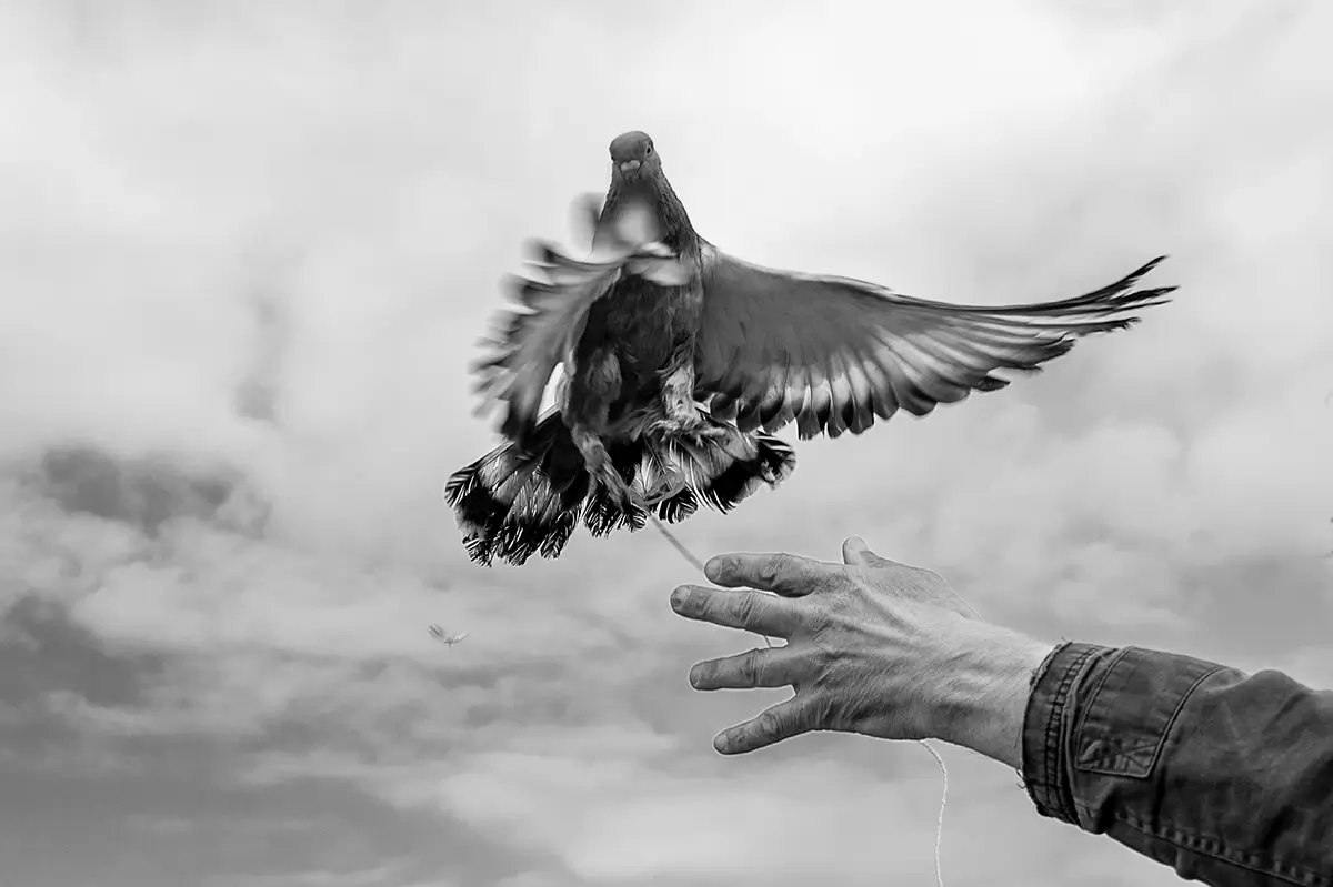 <p>© Nihal Araptarlı</p>