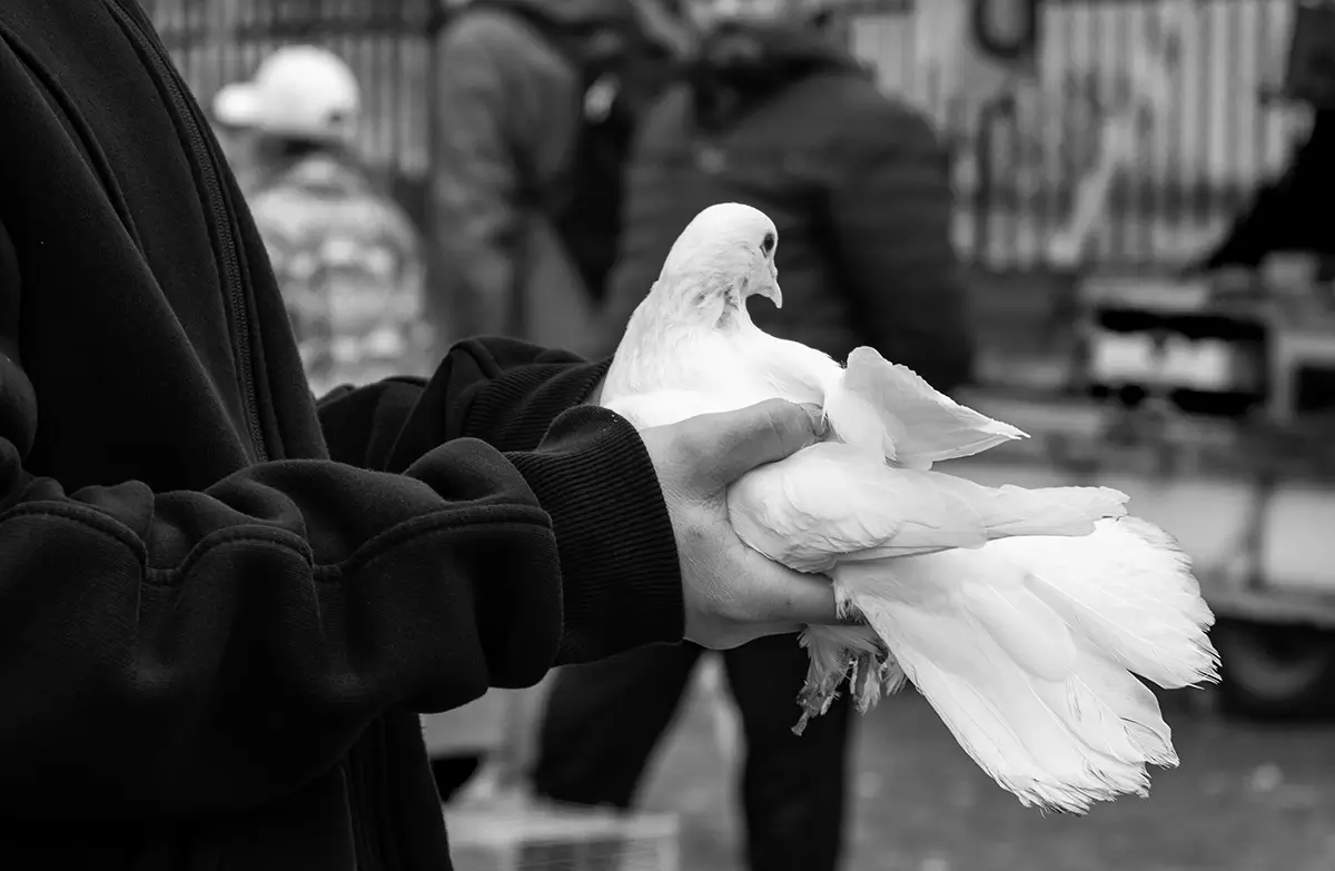 <p>© Nihal Araptarlı</p>