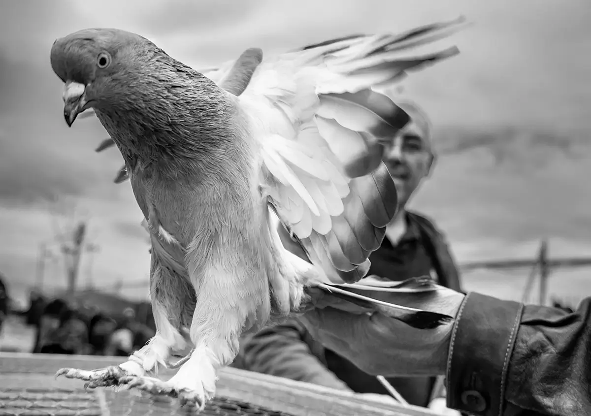 <p>© Nihal Araptarlı</p>