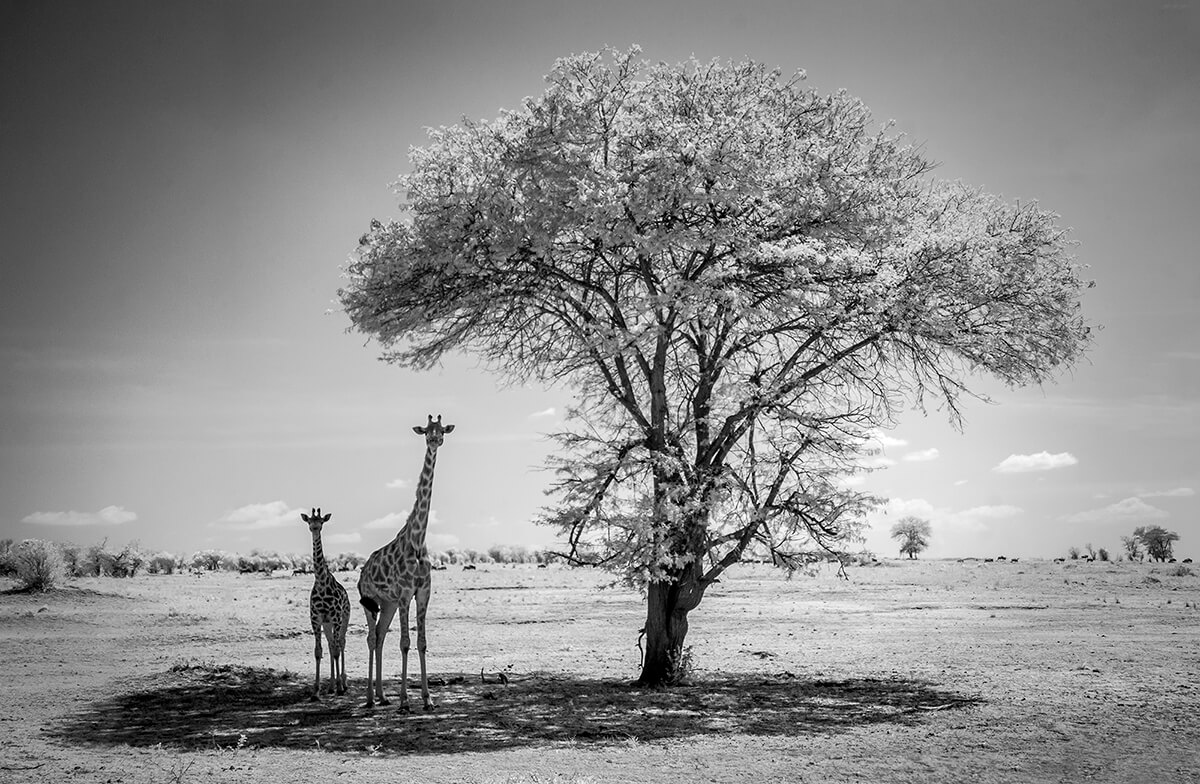 Giraffes Serengeti Tanzania<p>© Paolo Ameli</p>