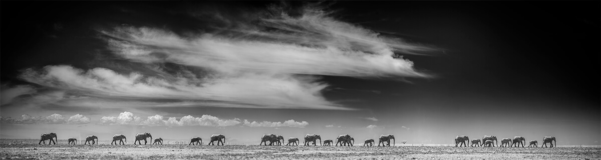 Herd Of Elephants Amboseli Kenya<p>© Paolo Ameli</p>