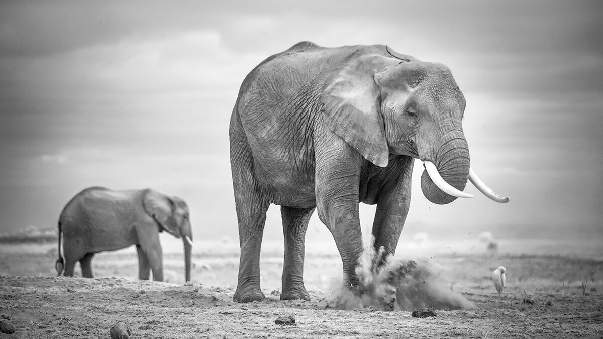 Scrape Ground Amboseli Kenya<p>© Paolo Ameli</p>