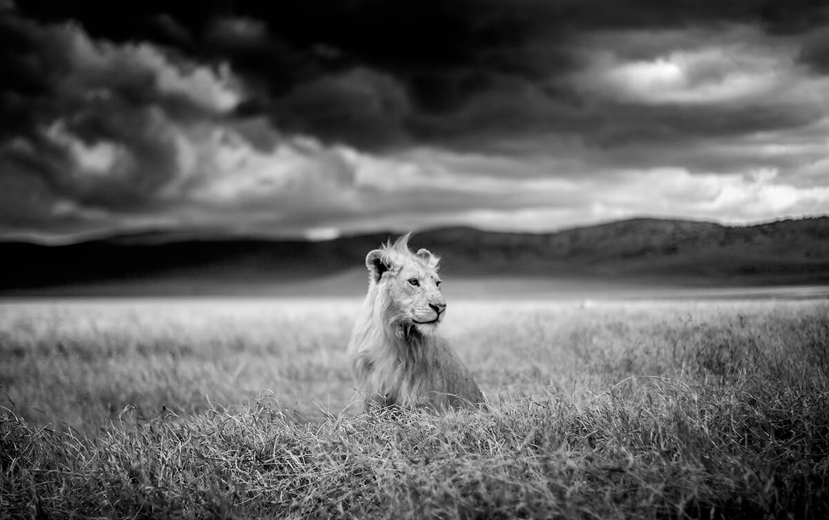 Young Lion Ngorongoro Tanzania<p>© Paolo Ameli</p>