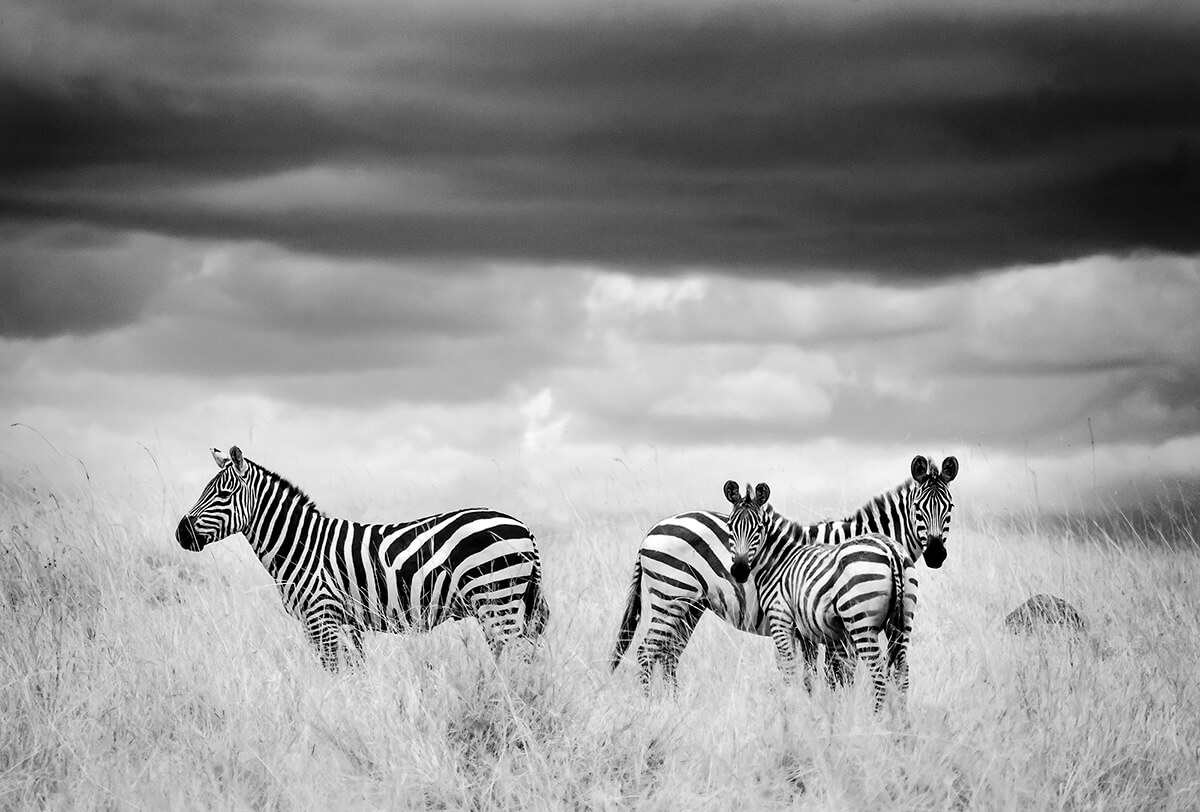 Zebras MasaiMara Kenya<p>© Paolo Ameli</p>