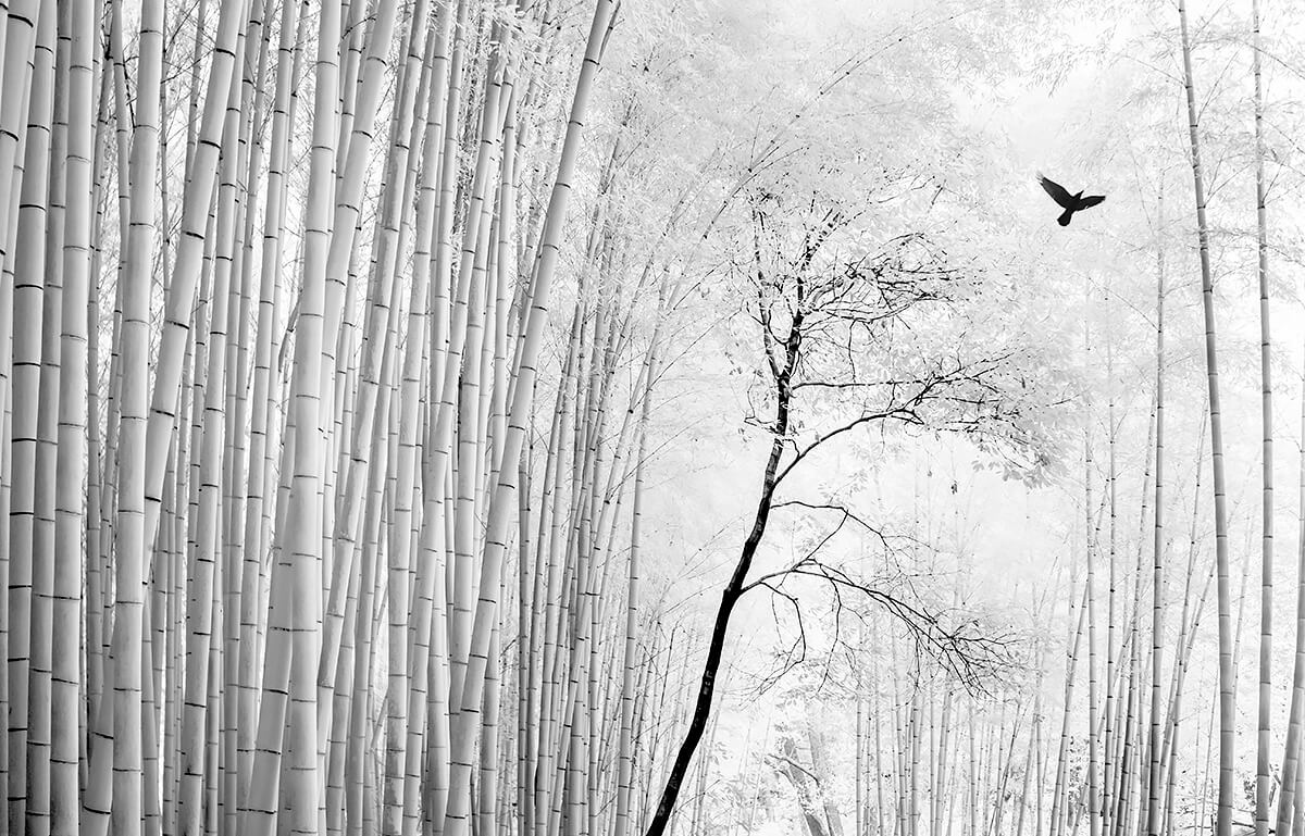 Bamboo Forest Kyoto Japan<p>© Paolo Ameli</p>