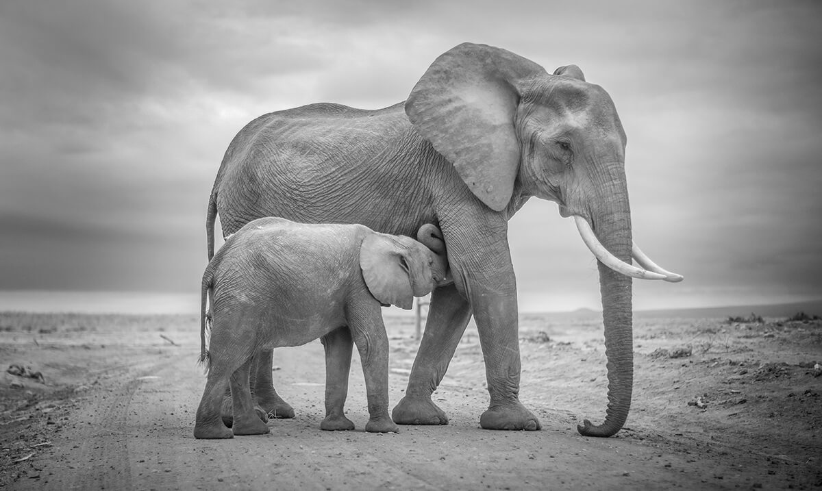 Breastfeeding Amboseli Kenya<p>© Paolo Ameli</p>