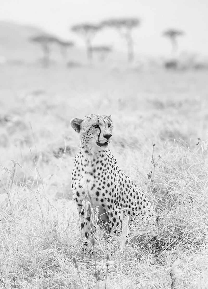 Cheetah MasaiMara Kenya<p>© Paolo Ameli</p>
