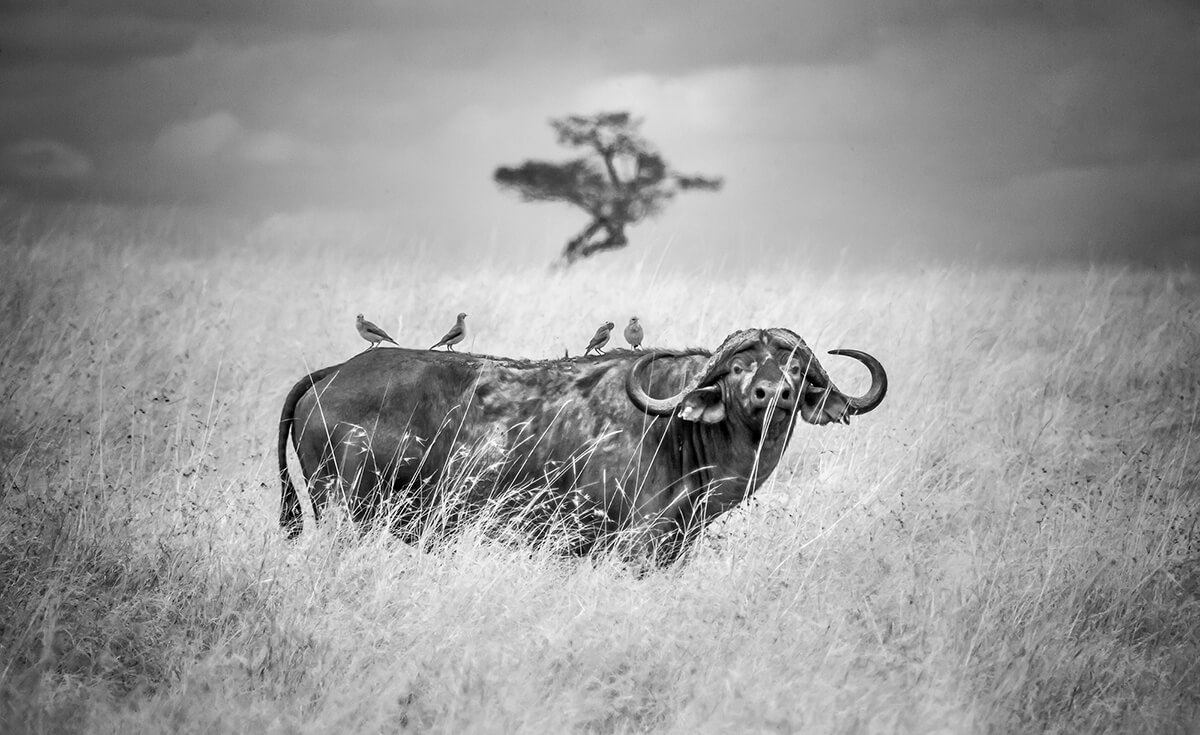 Bison MasaiMara Kenya <p>© Paolo Ameli</p>