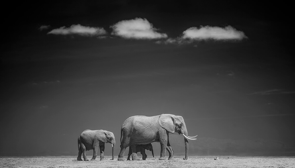 Elephants Family Amboseli Kenya<p>© Paolo Ameli</p>
