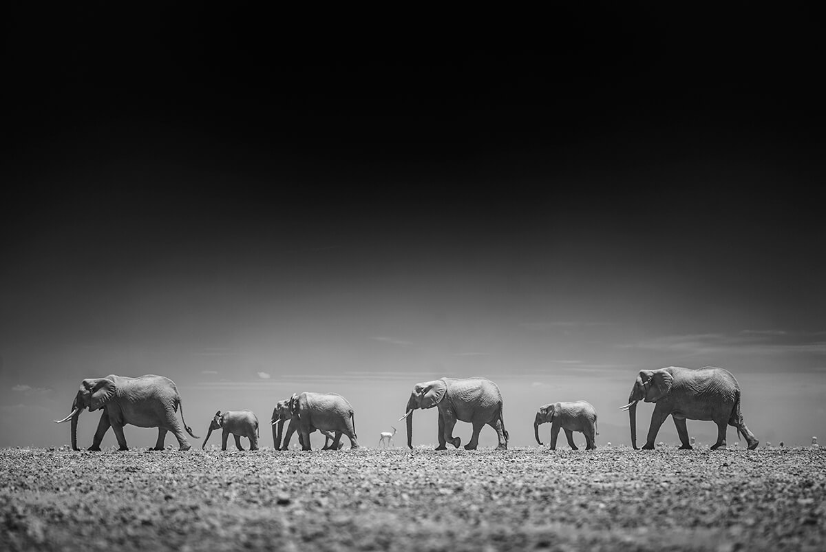 Elephants Amboseli Kenya<p>© Paolo Ameli</p>