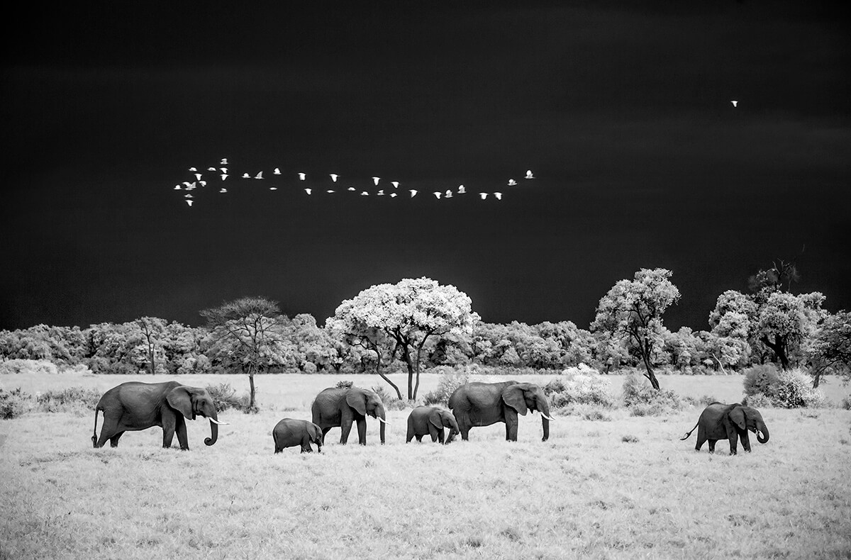 Elephants MasaiMara Kenya<p>© Paolo Ameli</p>