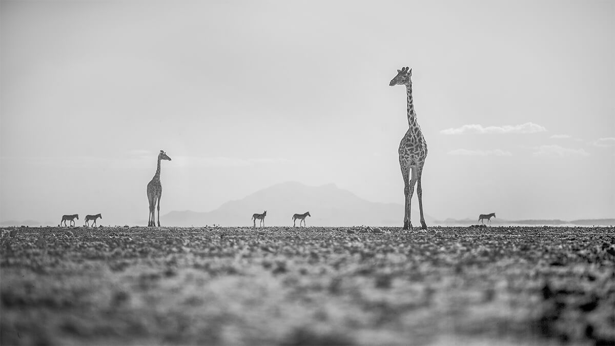 Giraffes And Zebras Amboseli Kenya<p>© Paolo Ameli</p>
