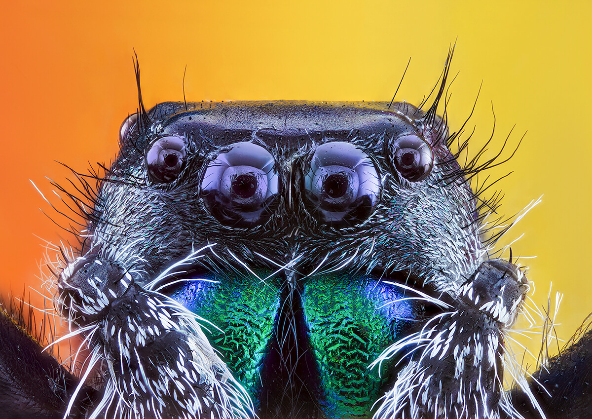 Jumping Spider<p>© Pedro Luis Saiz Ajuriaguerra</p>