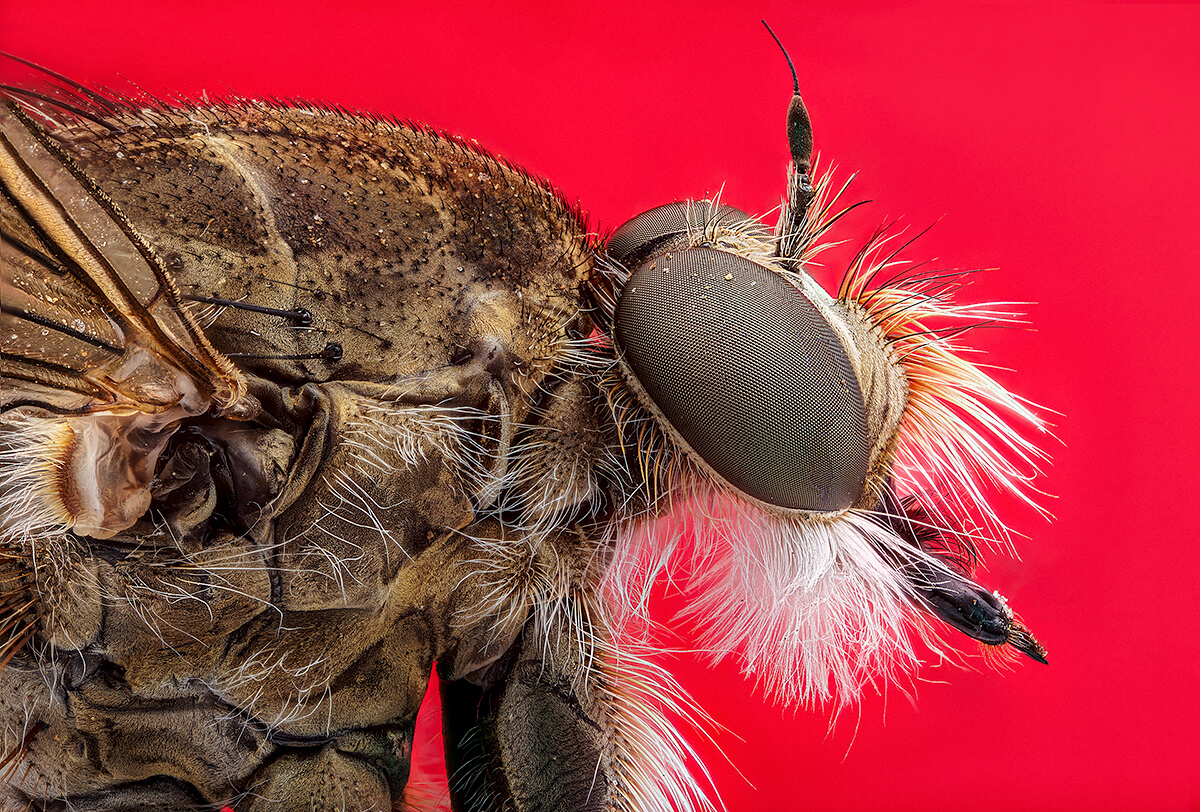 Robberfly<p>© Pedro Luis Saiz Ajuriaguerra</p>