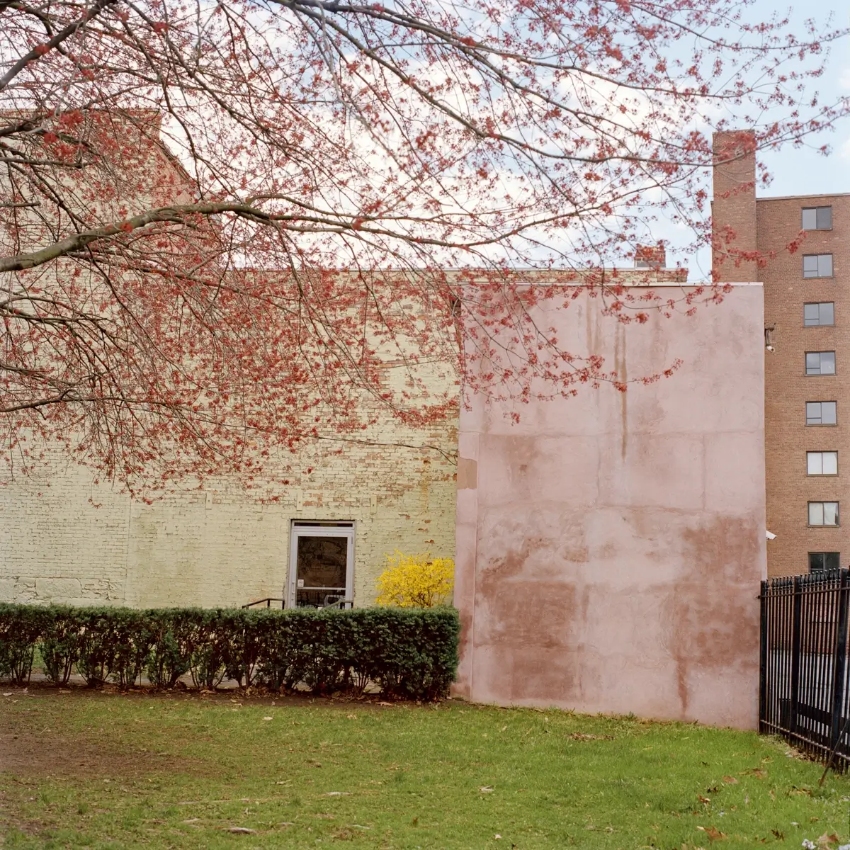 Forsythia 2013<p>© Susan Anthony</p>