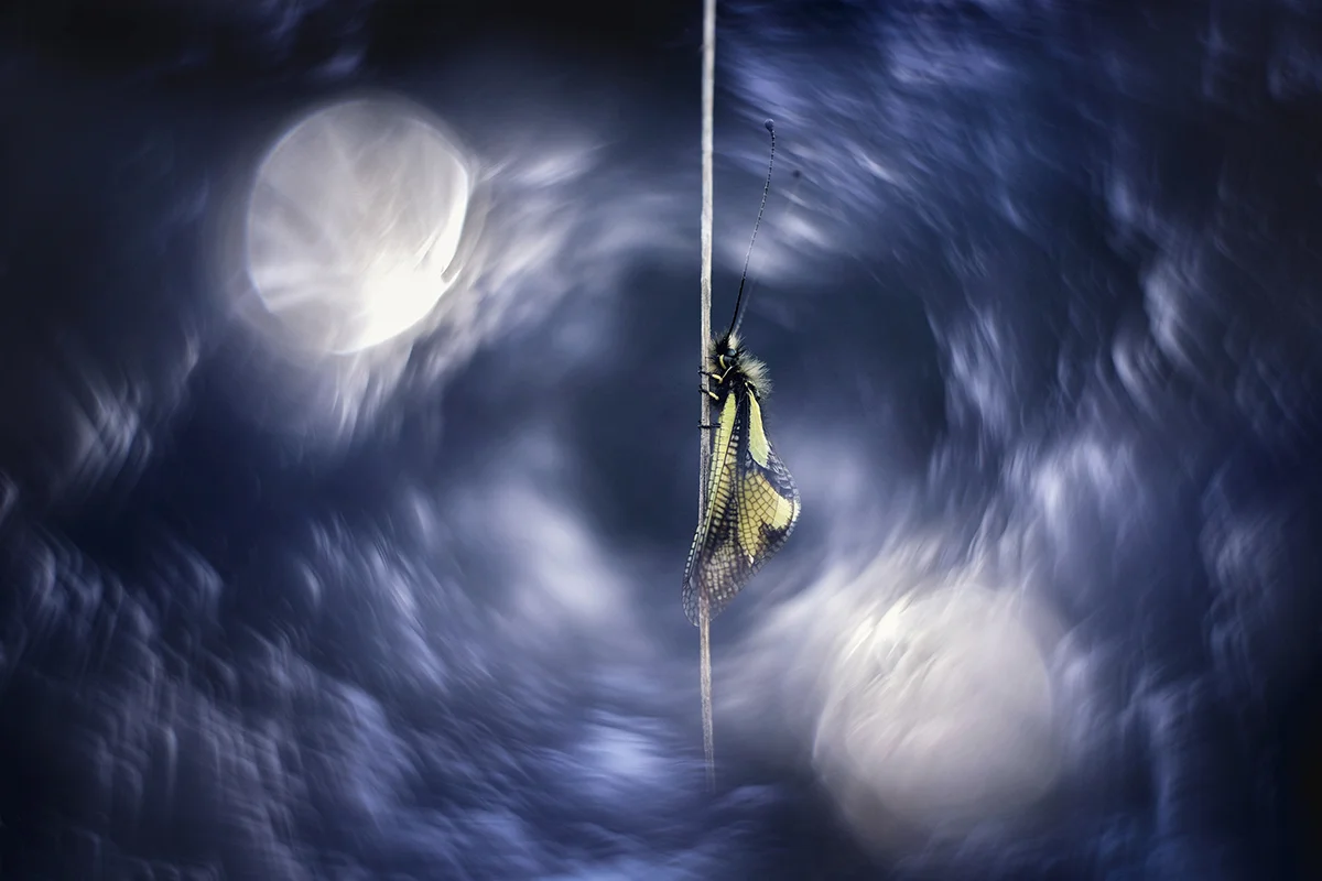 Alessandra Sanguinetti | Photographer