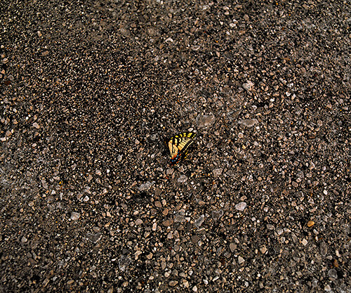<p>© Aaron Blum</p>