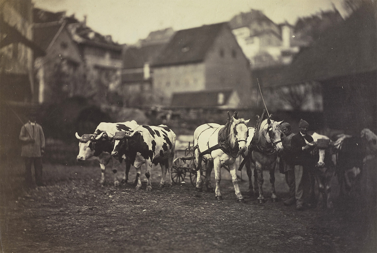 Untitled (Farm Animals), 1850s - Norman O. Stone and Ella A. Stone Memorial Fund, Cleveland Museum of Art<p>© Adolphe Braun</p>