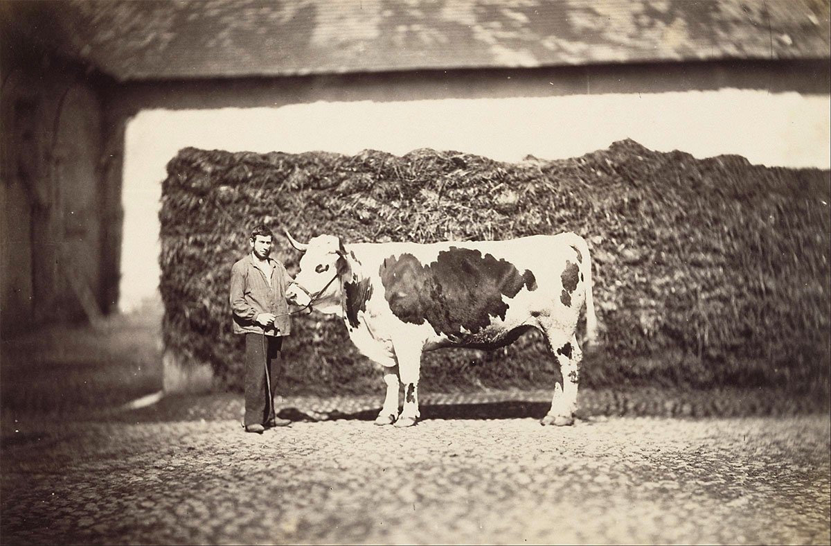 Prize Bull, 1853/1857 - Museum of Fine Arts, Houston<p>© Adolphe Braun</p>