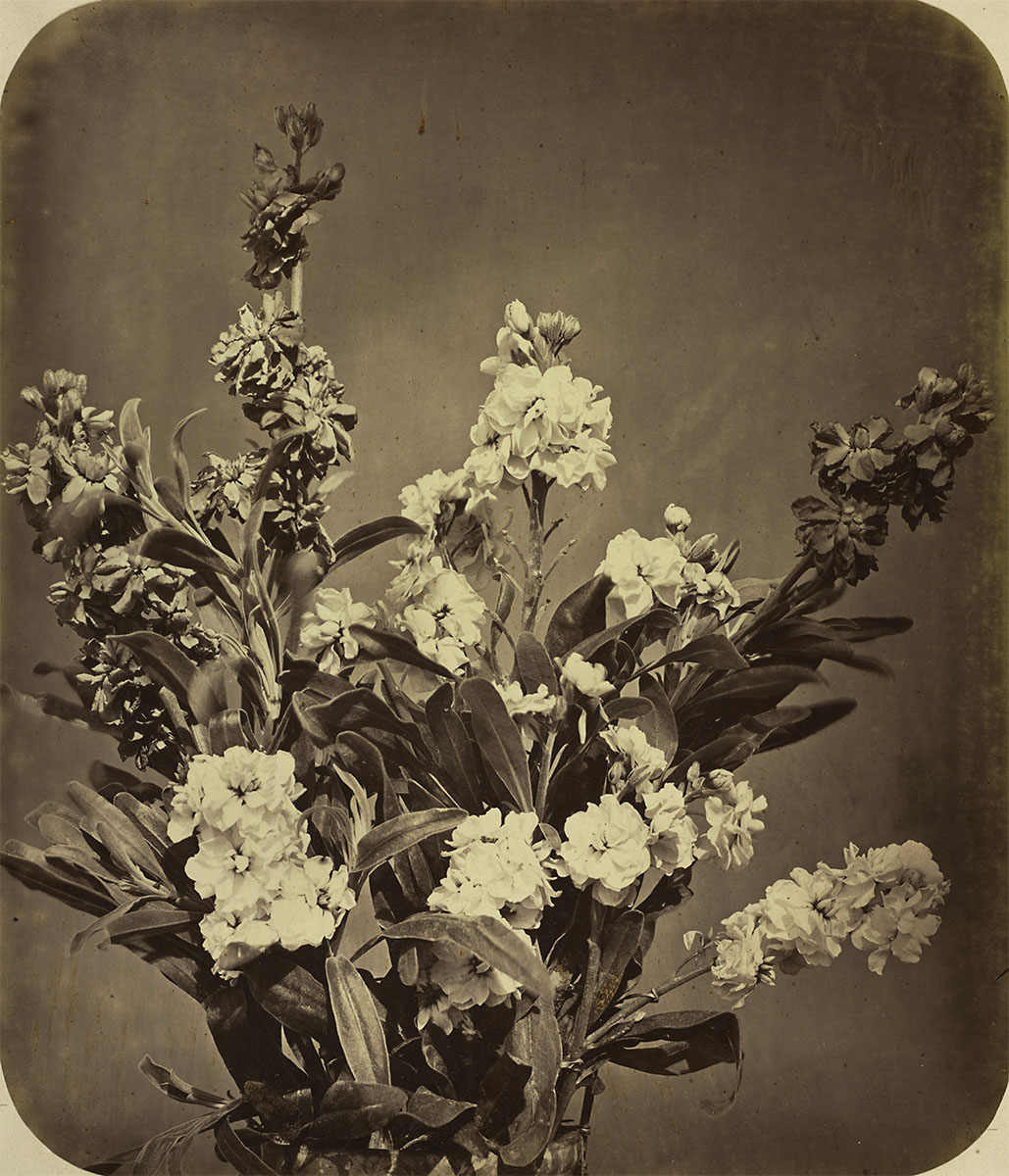 Bouquet, circa 1855 - L. E. Holden Fund, Cleveland Museum of Art<p>© Adolphe Braun</p>