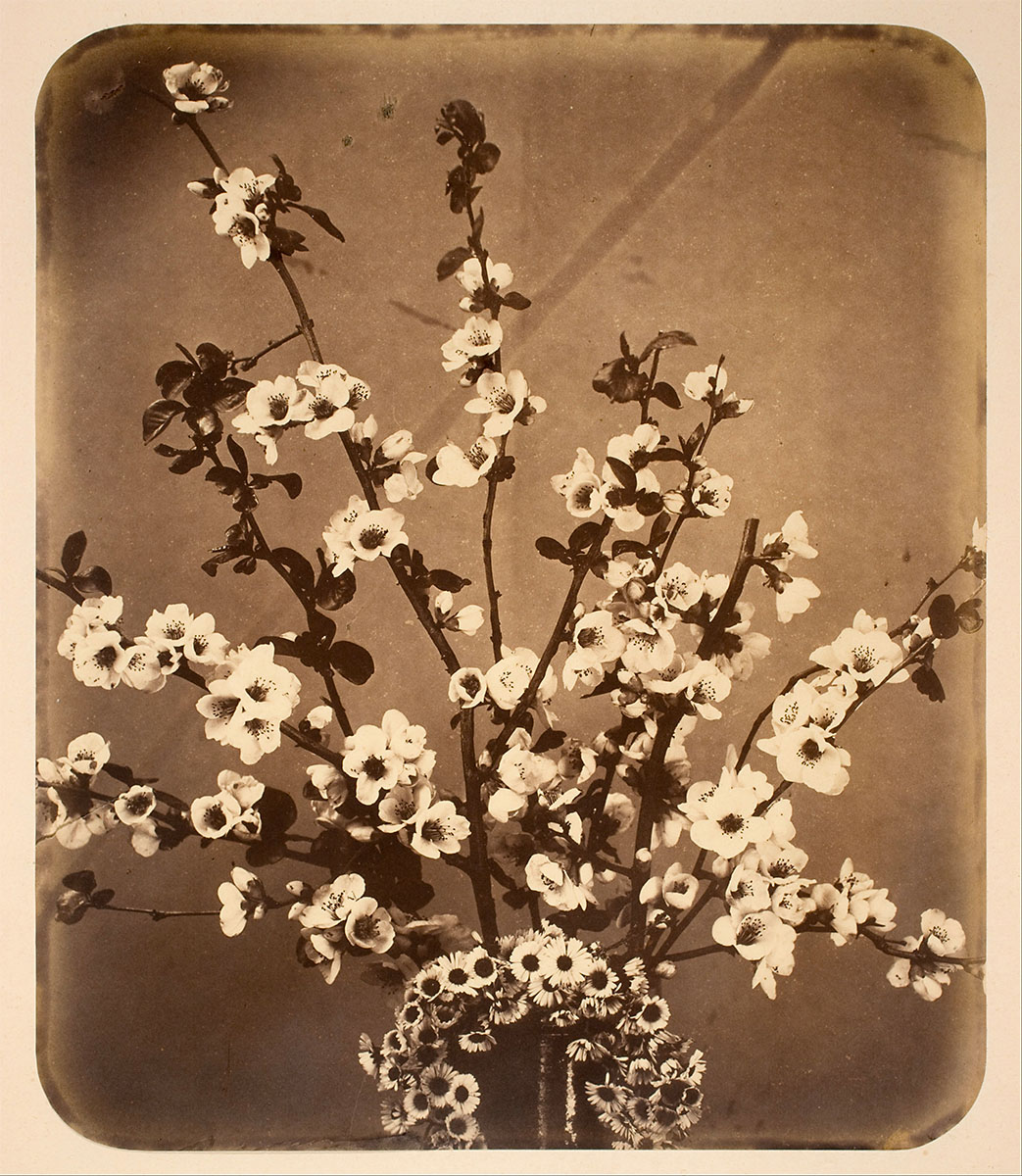 Floral Still Life, 1858/1862 - George Eastman Museum<p>© Adolphe Braun</p>